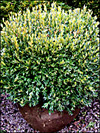Green Gem Boxwood