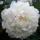 Festiva Maxima Peony