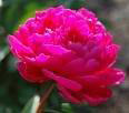 Kansas Peony