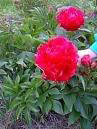 Karl Rosenfield Peony