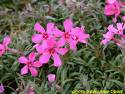 Phlox