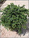 Cotoneaster