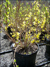 Forsythia
