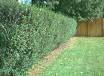 Privet